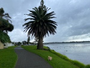 walking