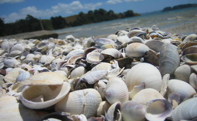 春の潮干狩り＆コックル貝料理三昧