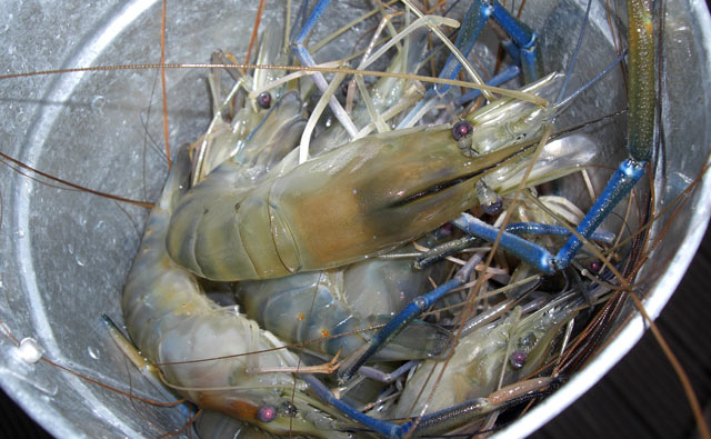 タウポで手長エビを釣りまくる！