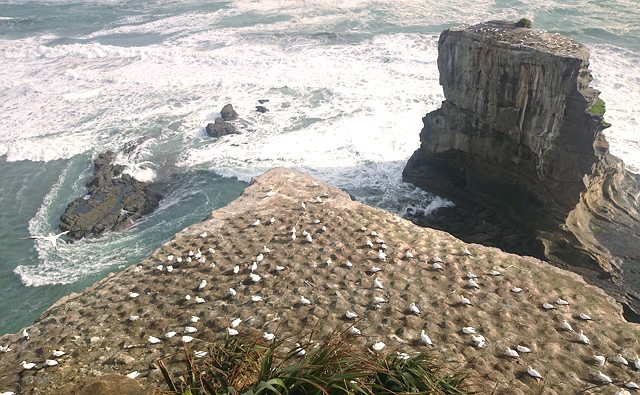 Muriwai Beach