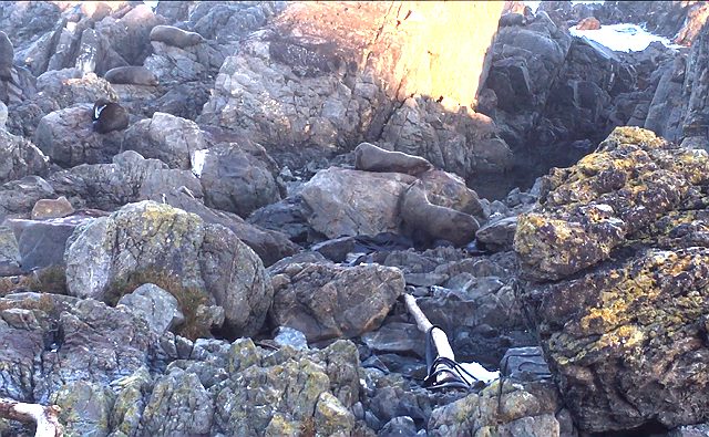 野生のアザラシを見に行こう！