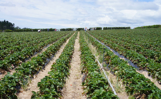 イチゴ畑
