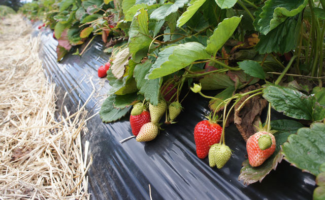 イチゴ