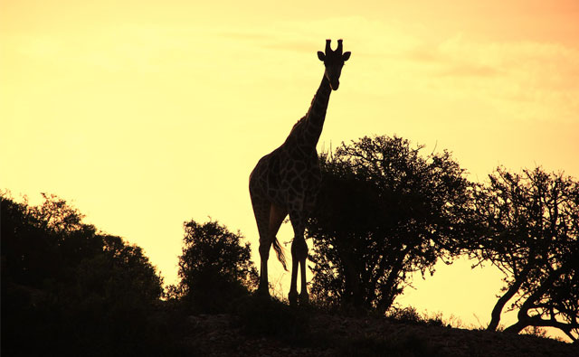 週末の夜は「サファリナイト」で子供と一緒に楽しもう！