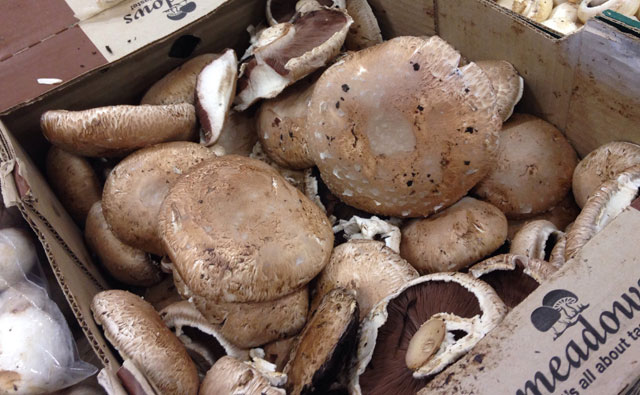 特大きのこ、ポルトベッロを食べよう