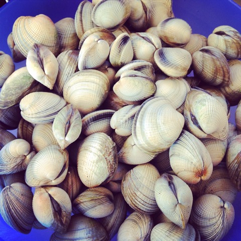 ボールに入ったコックル