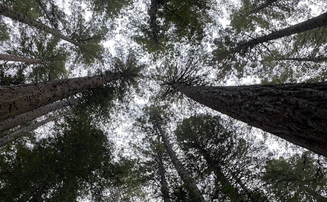 車中泊でニュージーランド旅行