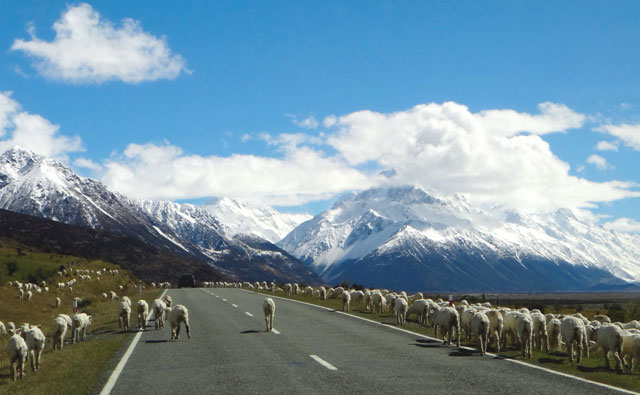 ニュージーランドを移住先に選ぶ5つの理由