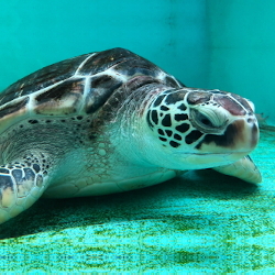 ポリポリムーン