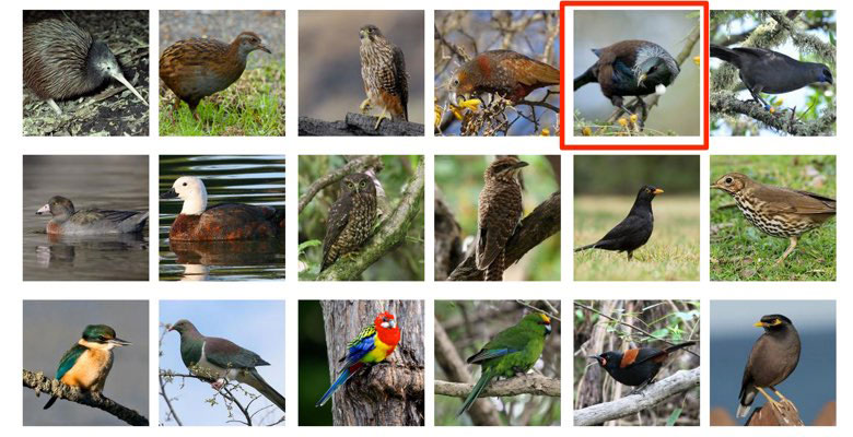 野鳥検索サイト