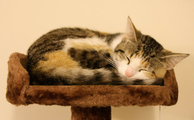 猫カフェ