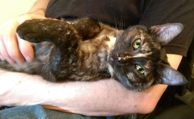 ニュージーランド初の猫カフェが登場!?