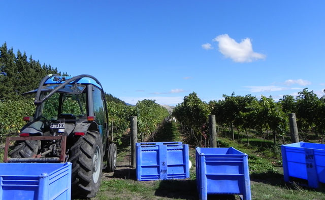 NZでpickingを経験しよう!