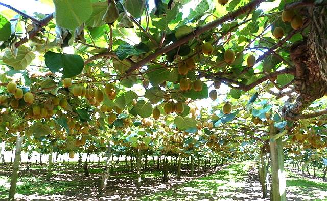 Kiwi フルーツ ピッキング