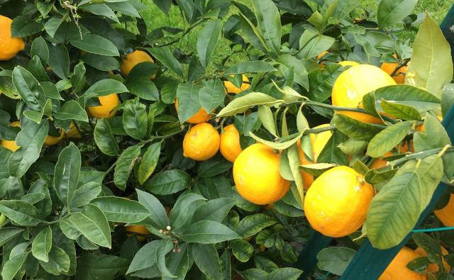 ニュージーランドでWWOOFに挑戦